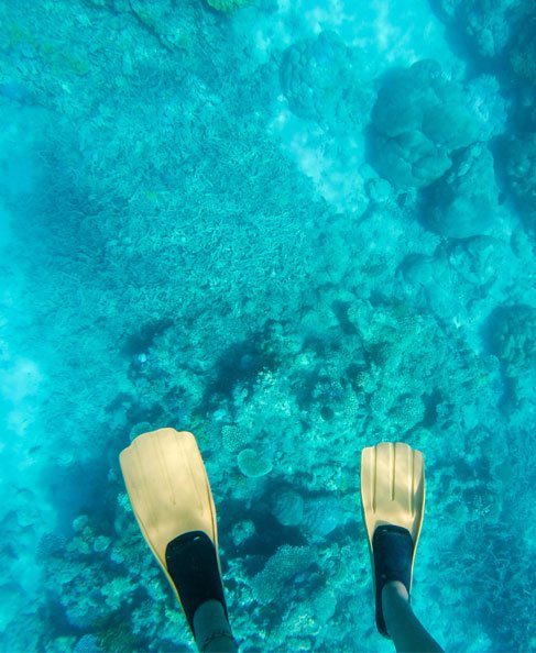 Flippers